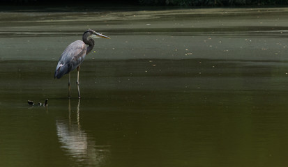 Hunting Fish