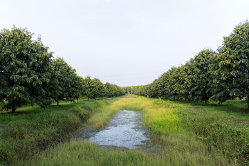 Durian tree farm in Thailand.