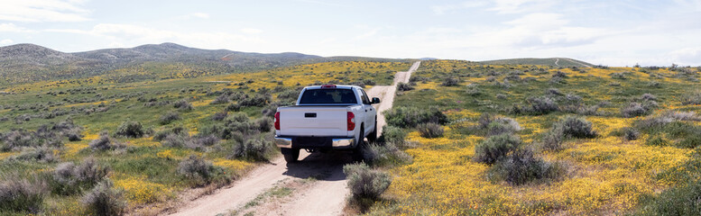 Obraz na płótnie Canvas Driving truck through California desert superbloom wildflowers in spring
