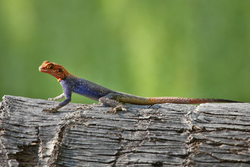 Male Rock Agama, Namibia