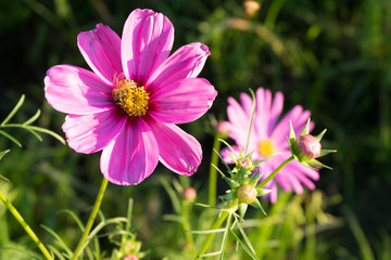 Fototapeta premium Cosmos flower (Cosmos Bipinnatus) in the garden