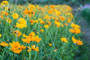 Cosmos flower (Cosmos Bipinnatus) in the garden