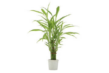 Ribbon dracaena, Lucky bamboo, Belgian evergreen, Ribbon plant on white background with clipping path