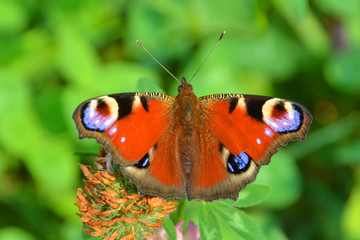 Fototapeta na wymiar The butterfly of peacock eye
