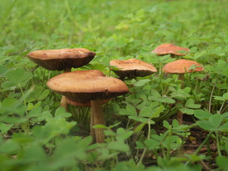 Looking for Fairies