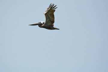 Pelican sky high