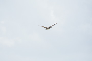 Gaining altitude over the beach