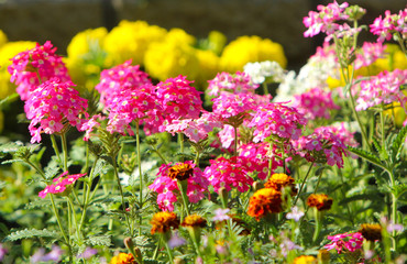 Beautiful pink flowers on a stalk. Summer bright and sunny flowerbed. Selective focus. Horizontal image.