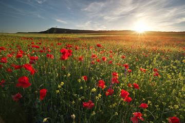 Fototapeta na wymiar Poppies meadow landscape.