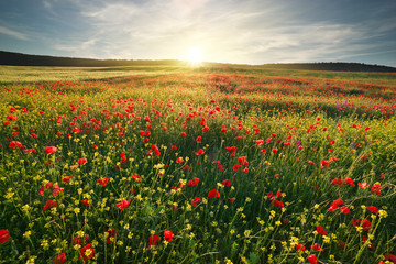 Spring flowers in meadow