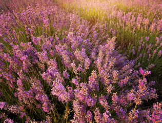 Obraz premium Bush of lavender.