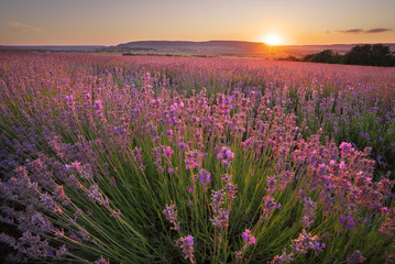 Meadow of lavender.