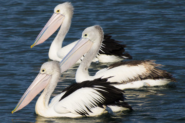 One,two,three syncronised pelicans