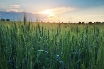 Meadow of wheat on sundown.
