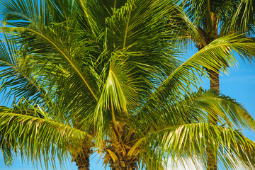 Fototapeta premium Blue palm cuatro