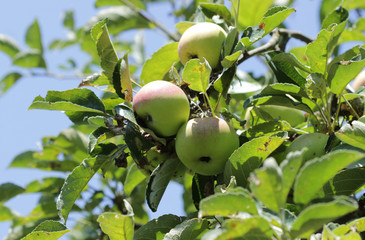 Apples on a branch
