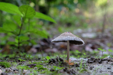 mushrooms in the forest