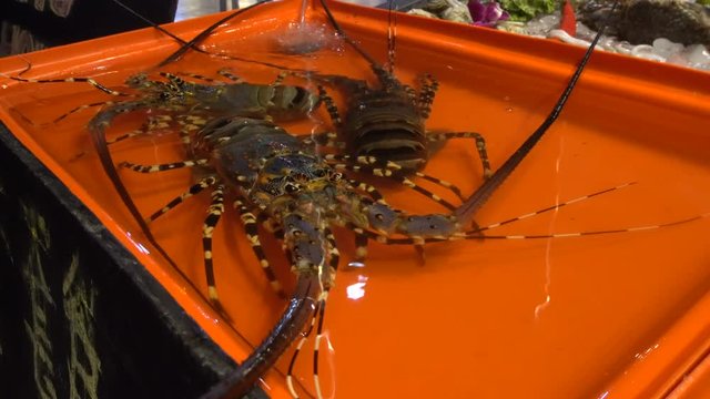 Alive Langust Displayed in Aquarium at Restaurant