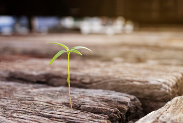 Green plant growing on dry wooden.