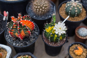 Different succulents and cactus in pots