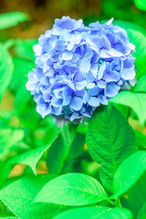 Hydrangea
