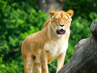 Lion