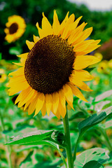 Helianthus annuus(Sunflower)
