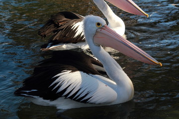 Fototapeta na wymiar pelicans at Lake Entrance, Australia