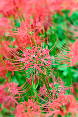 Lycoris radiata(Red spider lily)
