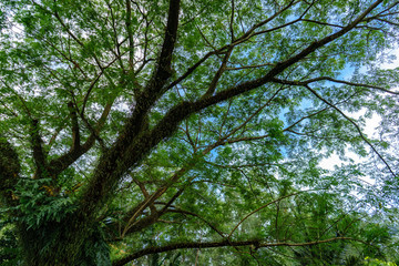 Fototapeta premium Big Tree on Sky background