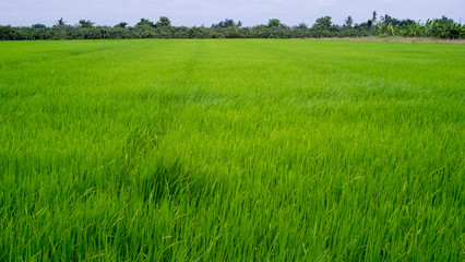 Green rice field in rural province
