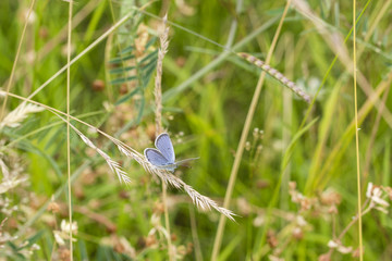 Blue butterfly on a meadow.