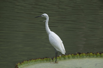 Egret is hunting on the Victoria waterlily leaf.