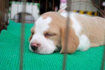 Dog sleeping in a cage.