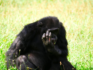 Chimpanzé
