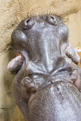 Fototapeta na wymiar Hippo lifting head - top view.
