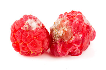 Raspberry spoiled isolated on white background macro