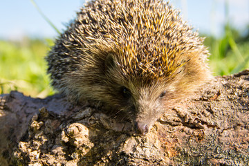 Young prickly hedgehog on the log