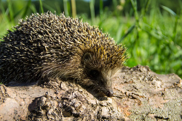 Young prickly hedgehog on the log