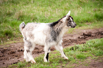 Obraz premium One little kid goat is grazing on the grass
