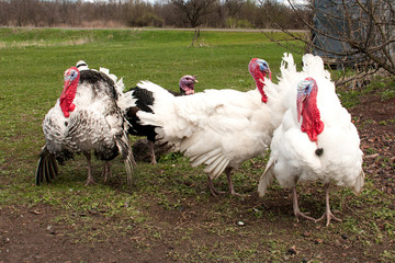 turkey male or gobbler in the village