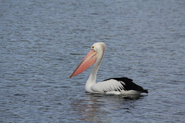 pelican at Lake Entrance, Australia