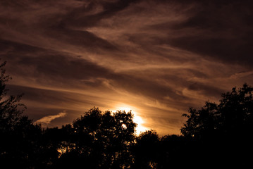 Dark sunset with silhouettes of forest trees