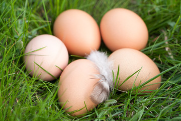 chicken eggs lying in a nest of green grass