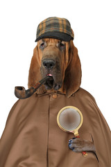 Bloodhound dog with magnifying glass and pipe - obrazy, fototapety, plakaty