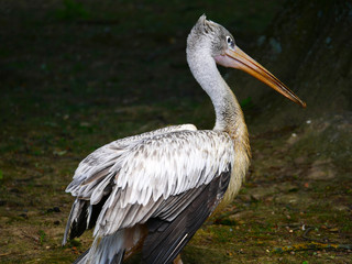 Pélican