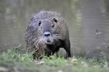 Naklejka premium ragondin