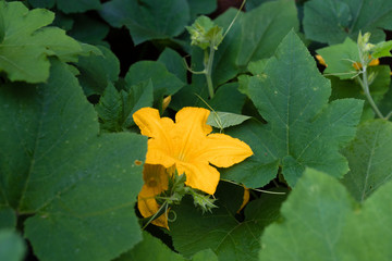 Obraz premium Kürbisblüten