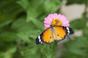  Beautiful butterfly hanging on leaves against colorful background