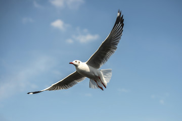 Seagull flying in blue sky